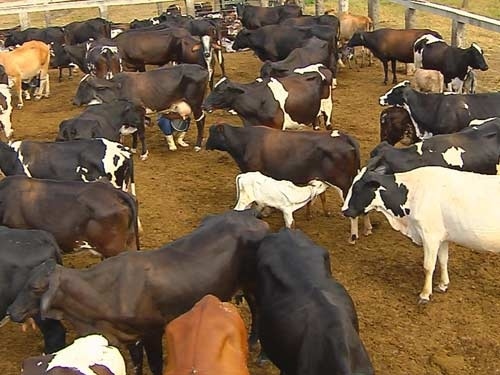 Modernização e tecnologia garantem a maior quantidade de gado do ES