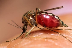 Dengue: Sesa divulga 26º boletim epidemiológico de 2011 
