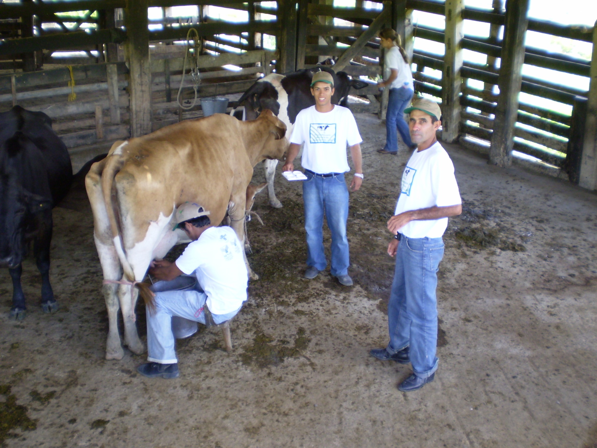 Produtores recebem treinamento de melhoria do leite
