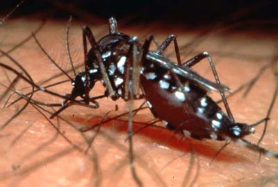  Dengue, prevenção é a única arma contra a doença
