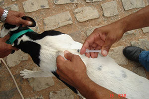 Secretaria de Saúde promove Campanha de Vacinação contra Raiva em Cães e Gatos 2006